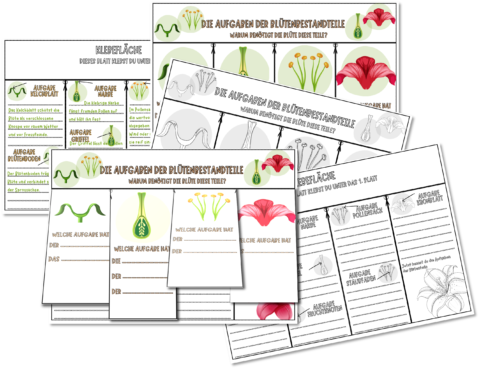 Flipbook Vorschau